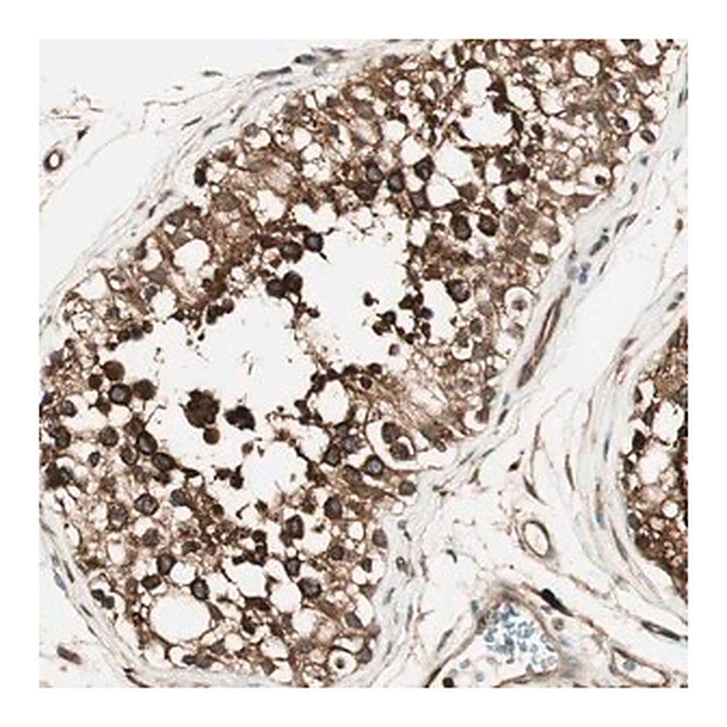 Merck Anti-ZNF443 antibody produced in rabbit