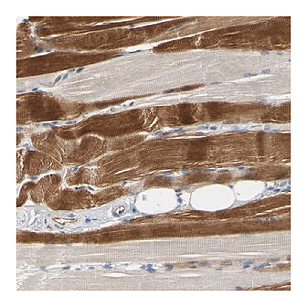 Merck Anti-ZNF236 antibody produced in rabbit
