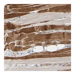 Merck Anti-ZNF236 antibody produced in rabbit