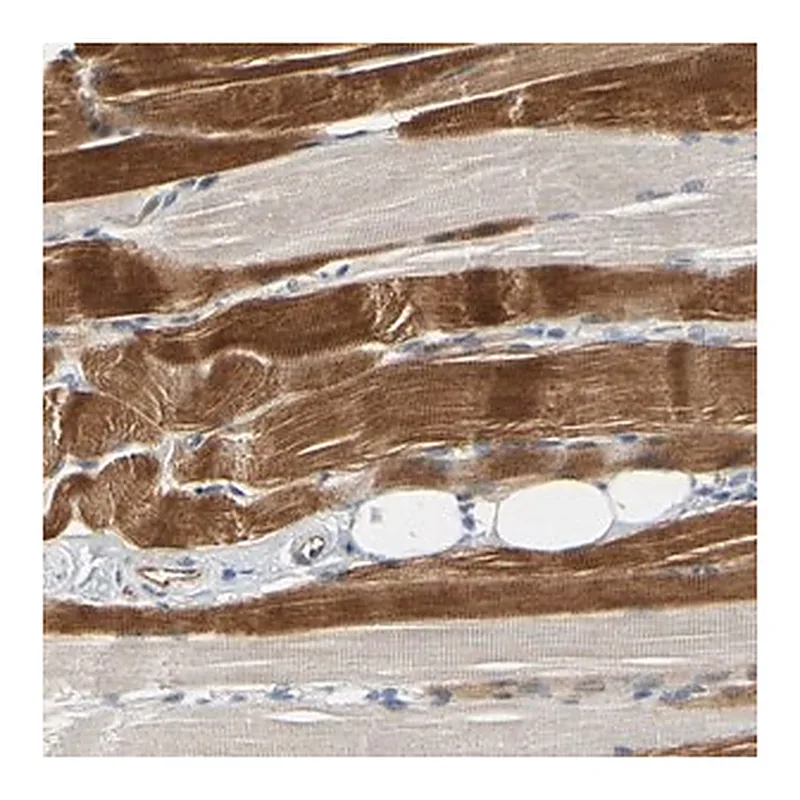 Merck Anti-ZNF236 antibody produced in rabbit