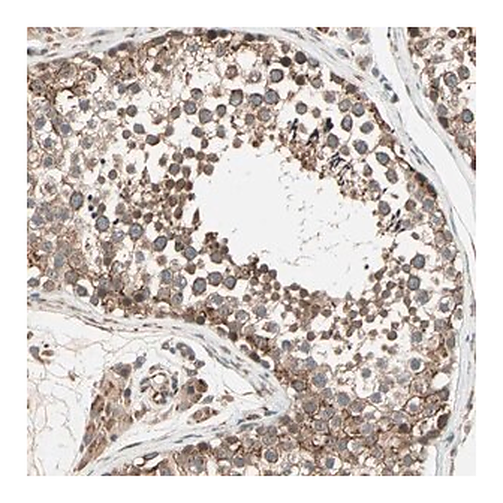 Merck Anti-ZNF37A antibody produced in rabbit