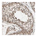 Merck Anti-ZNF37A antibody produced in rabbit