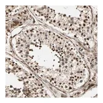 Merck Anti-ZBED9 antibody produced in rabbit