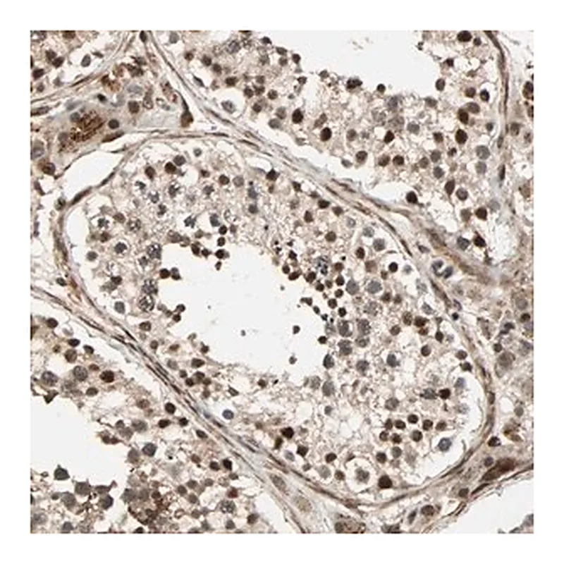 Merck Anti-ZBED9 antibody produced in rabbit