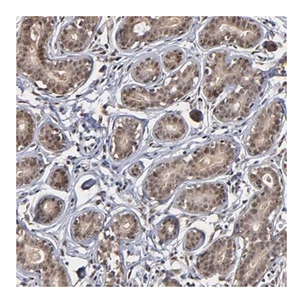 Merck Anti-ZNF419 antibody produced in rabbit