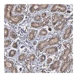 Merck Anti-ZNF419 antibody produced in rabbit