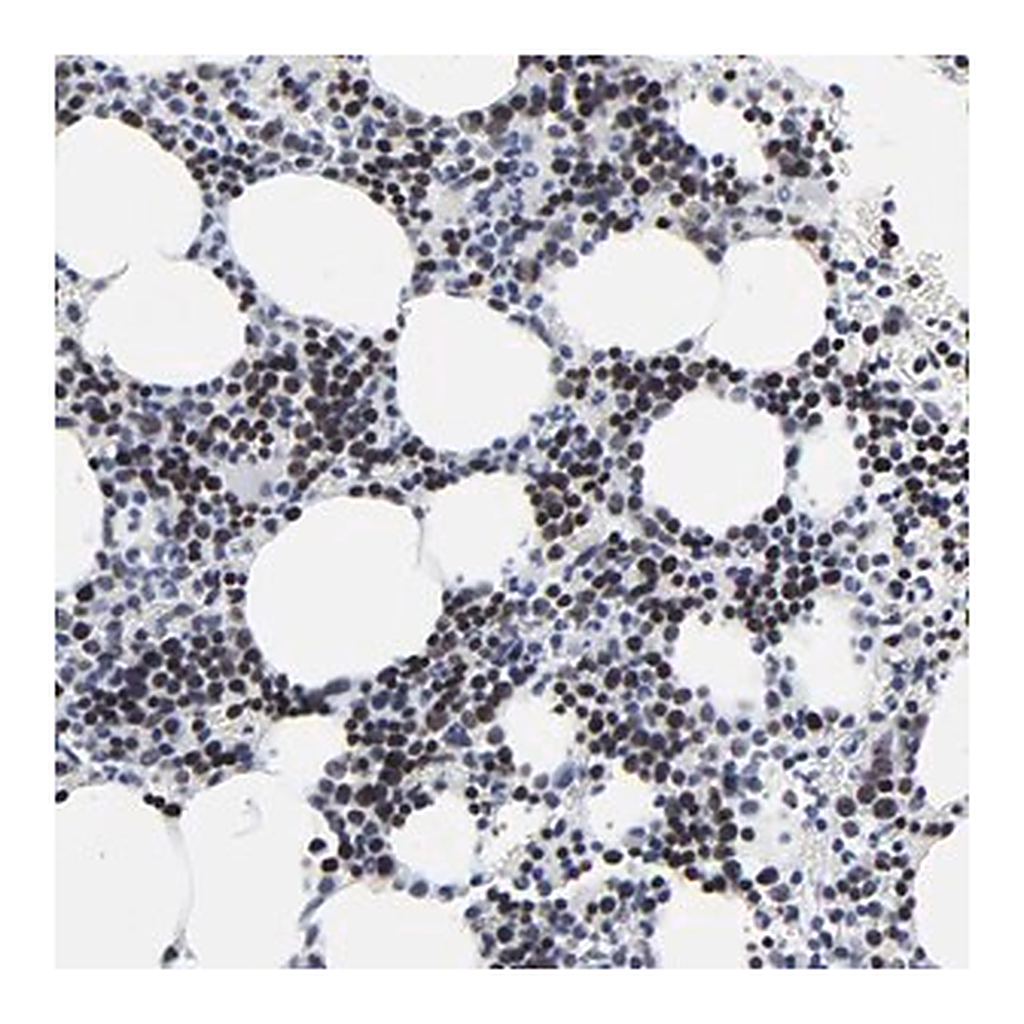 Merck Anti-ZNF589 antibody produced in rabbit