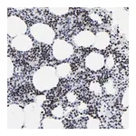 Merck Anti-ZNF589 antibody produced in rabbit