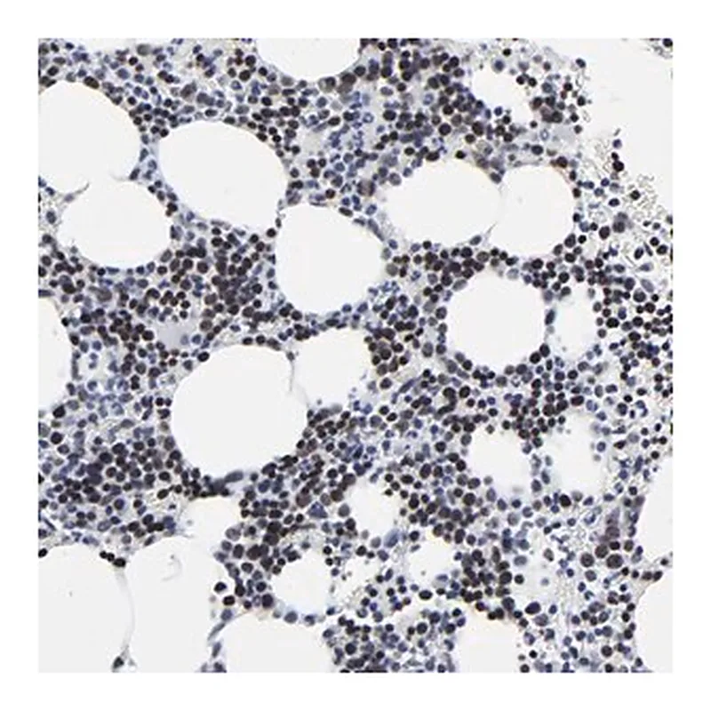 Merck Anti-ZNF589 antibody produced in rabbit
