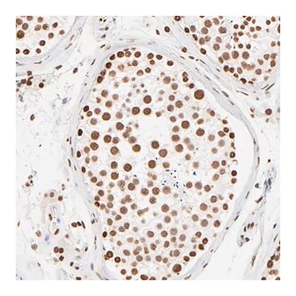Merck Anti-ZNF540 antibody produced in rabbit