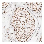 Merck Anti-ZNF540 antibody produced in rabbit