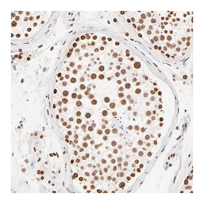 Merck Anti-ZNF540 antibody produced in rabbit