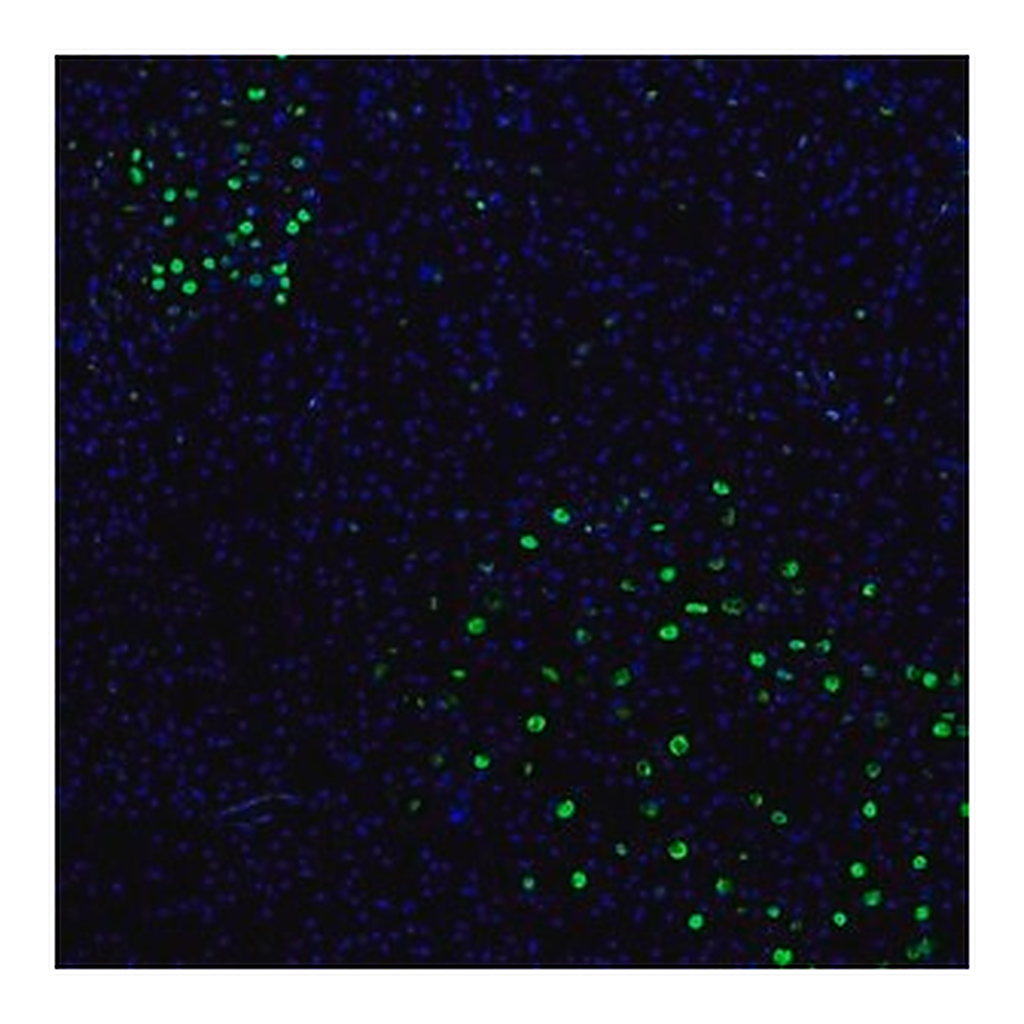 Merck Anti-ZNF3 antibody produced in rabbit