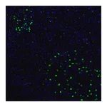 Merck Anti-ZNF3 antibody produced in rabbit