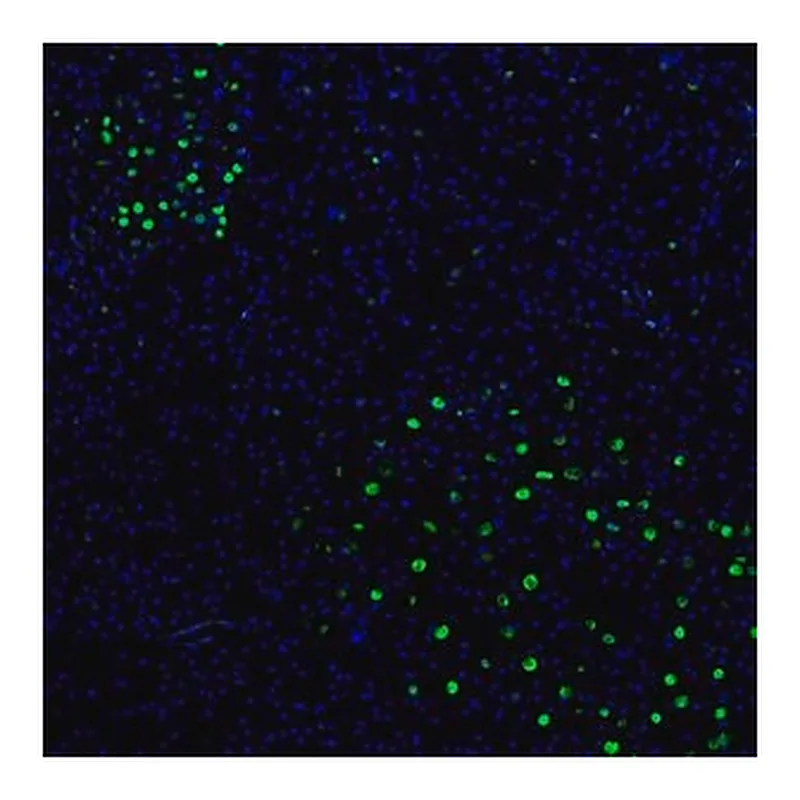 Merck Anti-ZNF3 antibody produced in rabbit