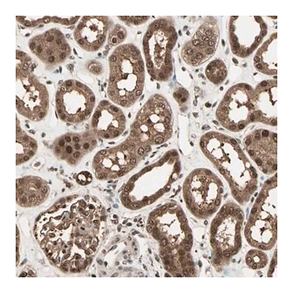 Merck Anti-ZNF44 antibody produced in rabbit