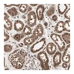 Merck Anti-ZNF44 antibody produced in rabbit