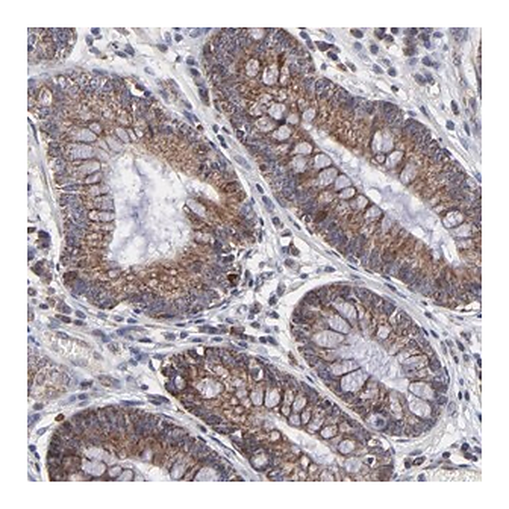 Merck Anti-ZNF550 antibody produced in rabbit