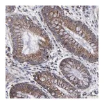 Merck Anti-ZNF550 antibody produced in rabbit