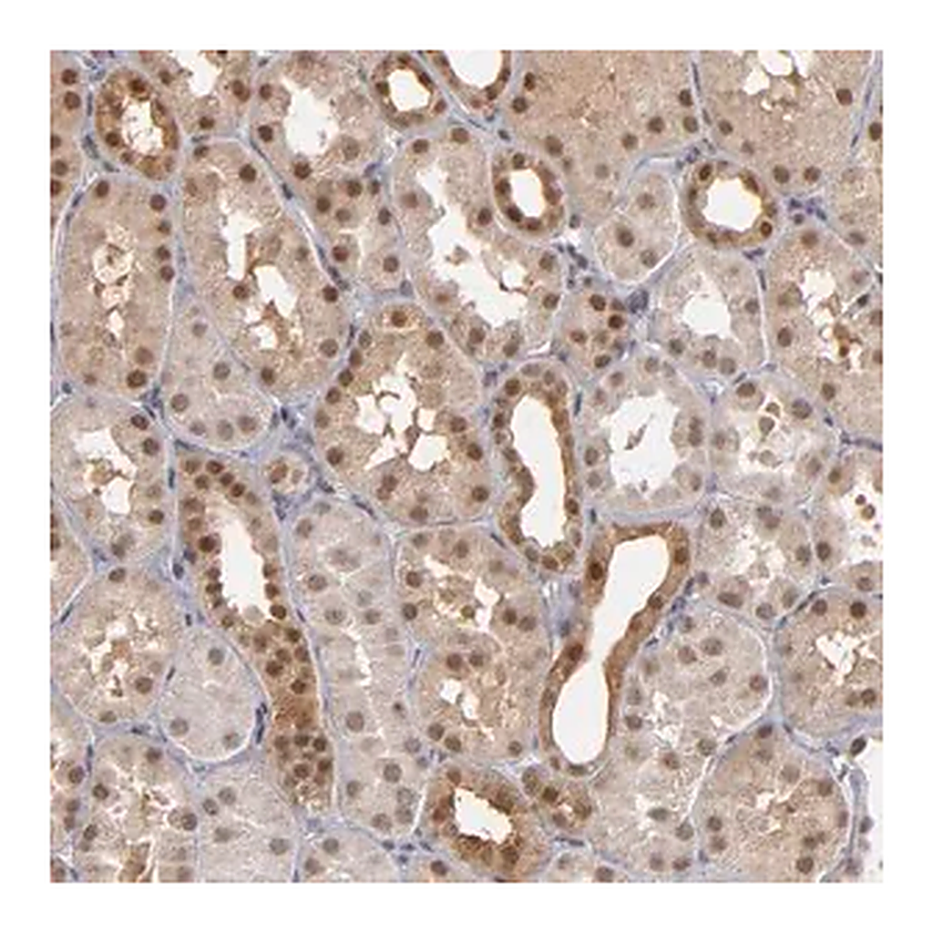 Merck Anti-ZNF75A antibody produced in rabbit
