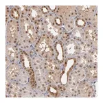 Merck Anti-ZNF75A antibody produced in rabbit