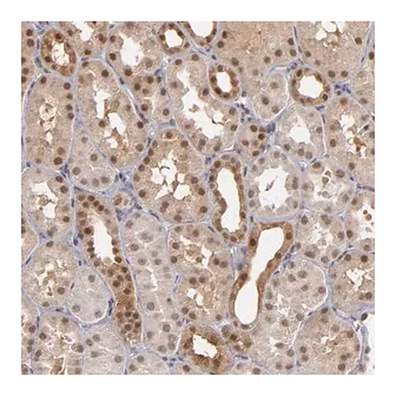 Merck Anti-ZNF75A antibody produced in rabbit