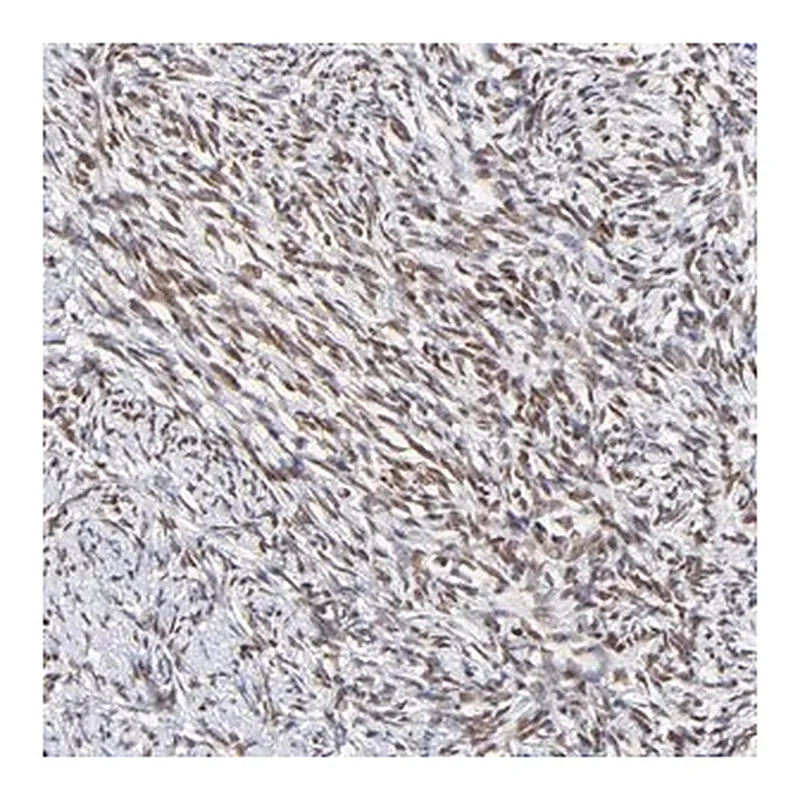 Merck Anti-ZNF74 antibody produced in rabbit