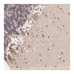 Merck Anti-ZNF764 antibody produced in rabbit