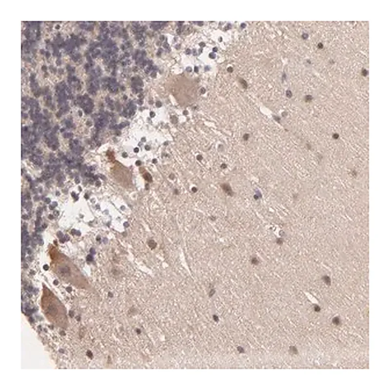 Merck Anti-ZNF764 antibody produced in rabbit