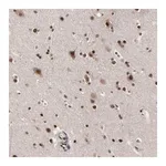 Merck Anti-ZNF777 antibody produced in rabbit