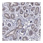 Merck Anti-ZNF773 antibody produced in rabbit