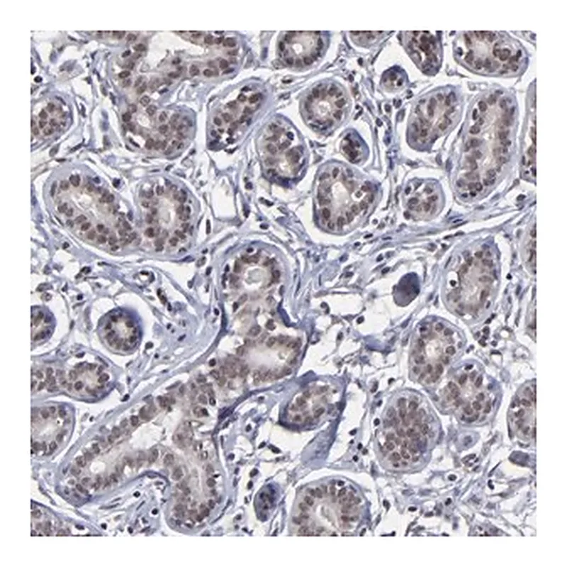 Merck Anti-ZNF773 antibody produced in rabbit