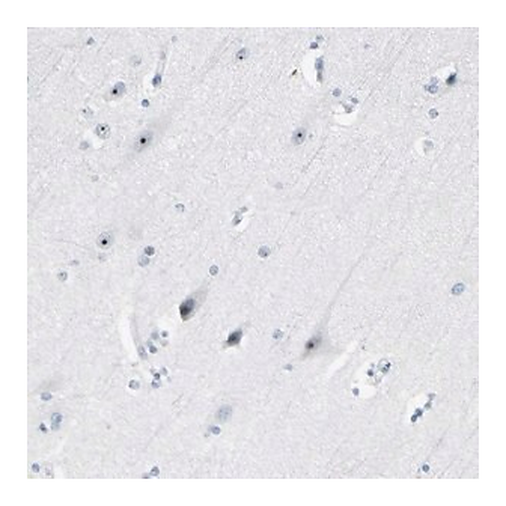 Merck Anti-ZSCAN1 antibody produced in rabbit