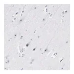 Merck Anti-ZSCAN1 antibody produced in rabbit