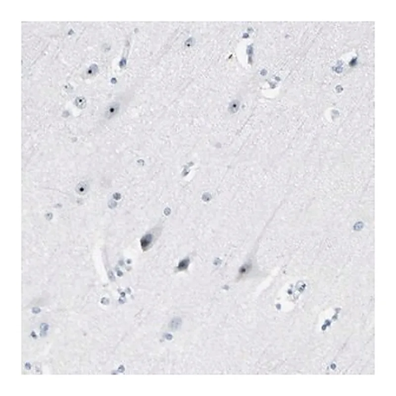 Merck Anti-ZSCAN1 antibody produced in rabbit