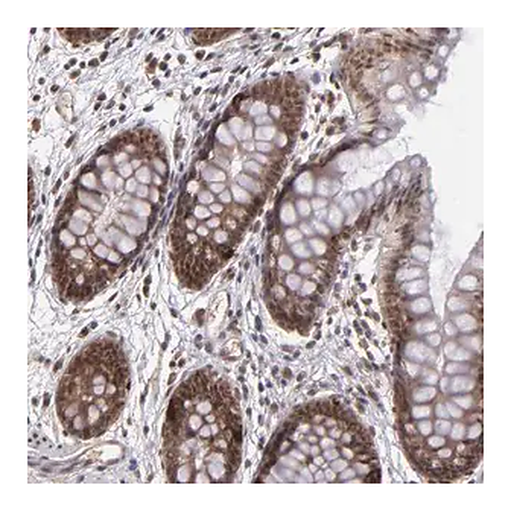 Merck Anti-EP300 antibody produced in rabbit