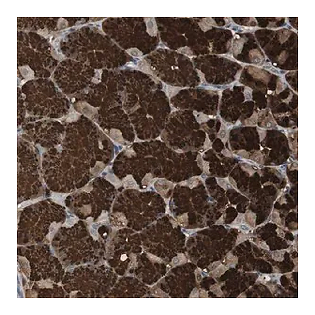 Merck Anti-ZSCAN22 antibody produced in rabbit