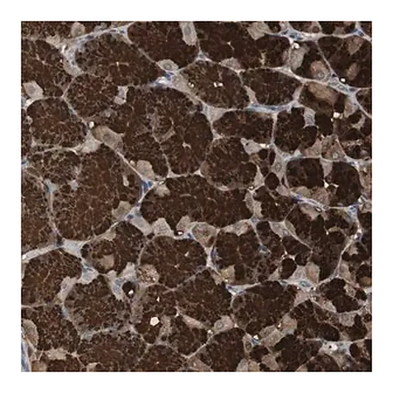 Merck Anti-ZSCAN22 antibody produced in rabbit