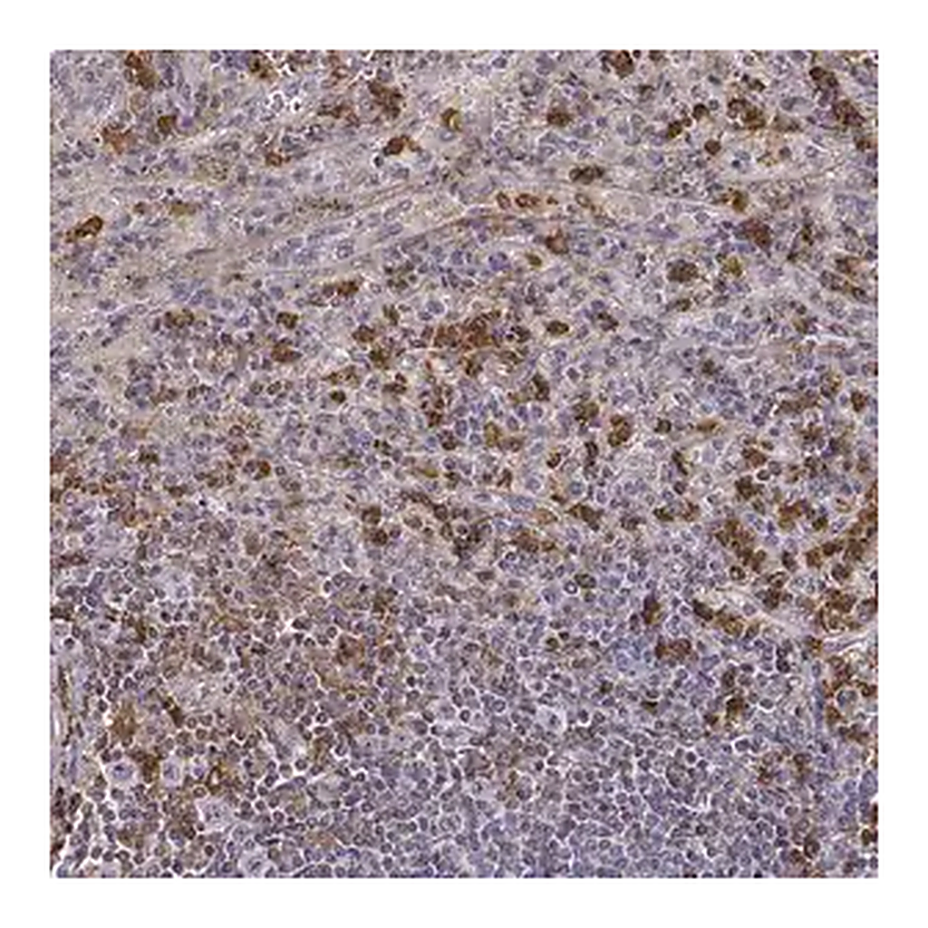 Merck Anti-ZYX antibody produced in rabbit
