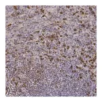 Merck Anti-ZYX antibody produced in rabbit