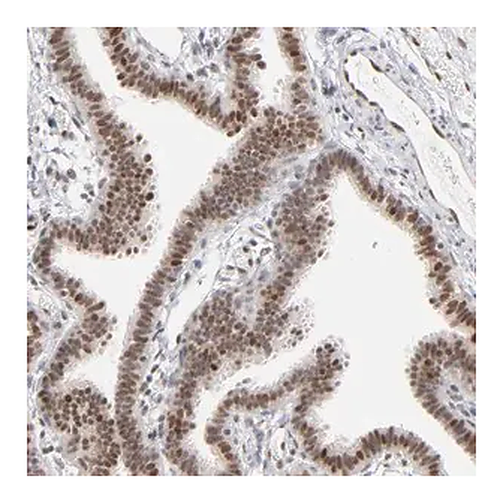Merck ANTI-IRF9 antibody produced in rabbit