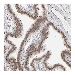 Merck ANTI-IRF9 antibody produced in rabbit