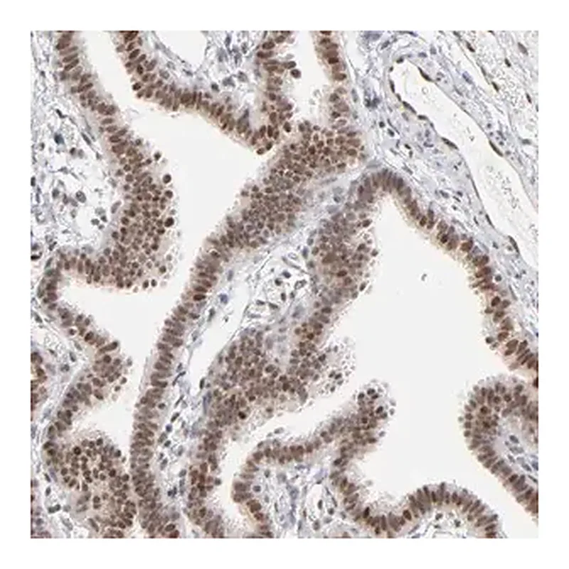 Merck ANTI-IRF9 antibody produced in rabbit