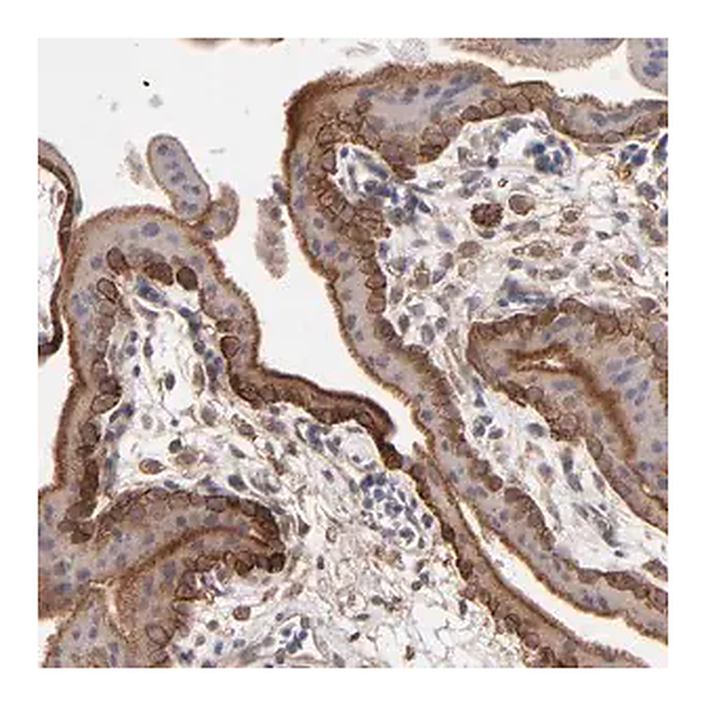 Merck Anti-ITGB5 antibody produced in rabbit