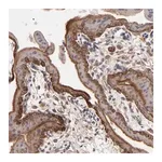 Merck Anti-ITGB5 antibody produced in rabbit