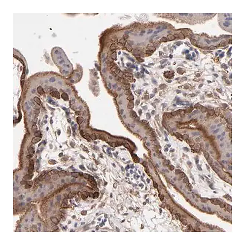 Merck Anti-ITGB5 antibody produced in rabbit