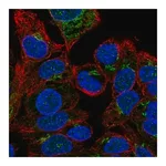 Merck Anti-F5 antibody produced in rabbit