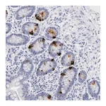 Merck Anti-KHNYN antibody produced in rabbit