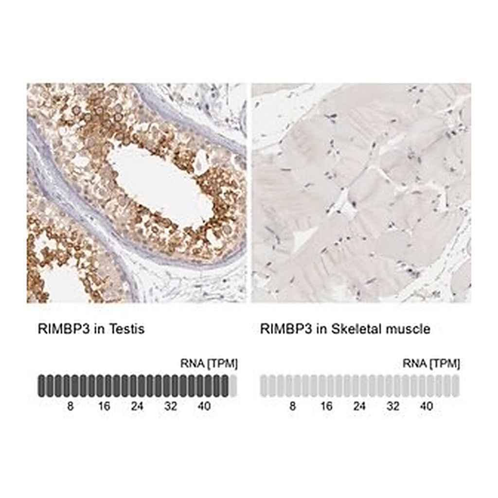 Merck Anti-RIMBP3 antibody produced in rabbit