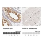 Merck Anti-RIMBP3 antibody produced in rabbit